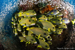 Sweetlips up Close by Henrik Gram Rasmussen 